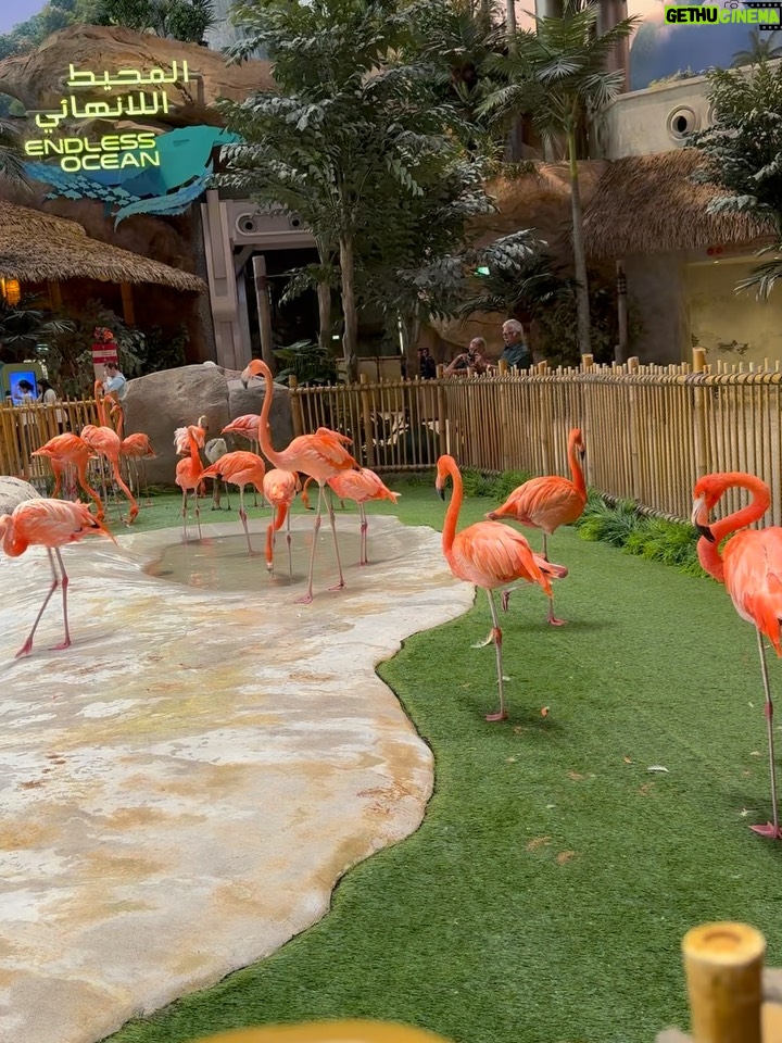 Aleenajijin - 3 Likes - 🌊The sea called, the forest 🌳answered and I followed into the dream ..💭 

📍 @seaworldyasisland 

#seaworldabudhabi❤️❤️❤️ #seaworld #familyadventures