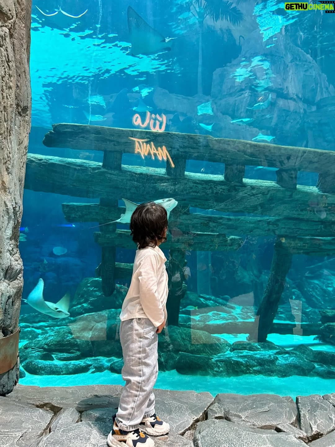 Aleenajijin - 2.4K Likes - Sometimes it’s all about living your life ✨💕
@seaworldyasisland 

📍 seaworld AbuDhabi , Yas Island
Timing - 10Am 6 Pm
Ticket -375 Dhs ( adult)
Child below 3 years - Free

#seaworld #seaworldabudhabi❤️❤️❤️ #yasisland #abudhabi