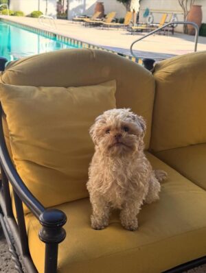 Alexandra Vino Instagram - Sweet Angelí getting used to the travel life. She loves meeting everyone. @dftmovie just wrapped!!!! Congrats to everyone!! 🎥💛🏆 @charlottekirkofficial @travismills_filmmaker