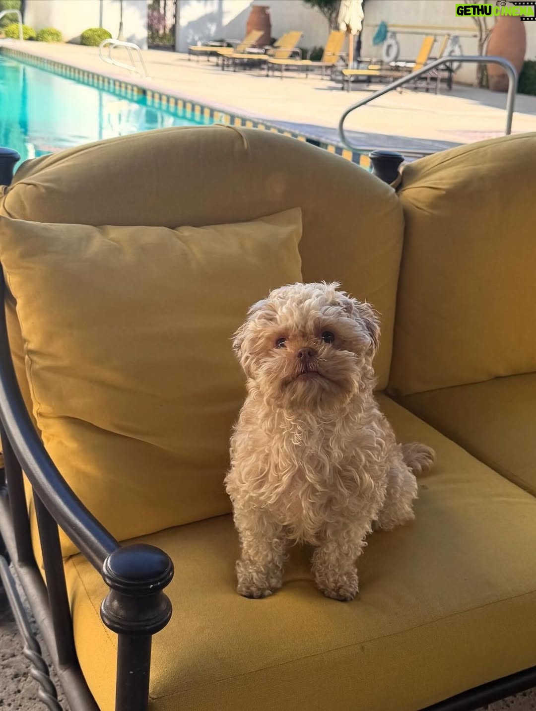 Alexandra Vino - 3.4K Likes - Sweet Angelí getting used to the travel life. She loves meeting everyone. @dftmovie just wrapped!!!! Congrats to everyone!! 🎥💛🏆 @charlottekirkofficial @travismills_filmmaker