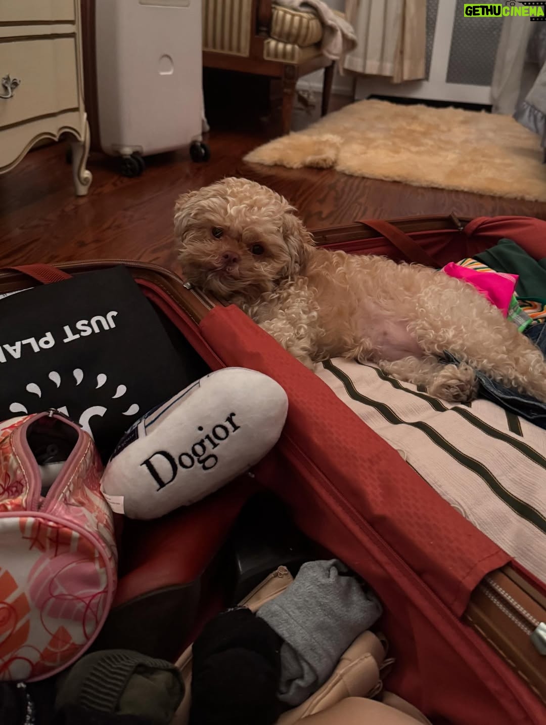 Alexandra Vino - 3.4K Likes - Sweet Angelí getting used to the travel life. She loves meeting everyone. @dftmovie just wrapped!!!! Congrats to everyone!! 🎥💛🏆 @charlottekirkofficial @travismills_filmmaker