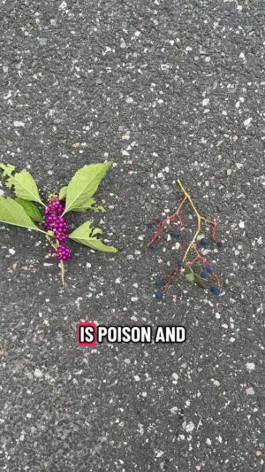 Alexis Nikole Nelson Instagram - POISON or SNACK: PURPLE FALL-TIME BERRIES EDITION