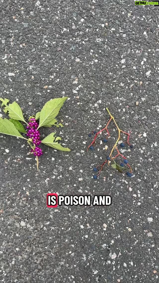 Alexis Nikole Nelson - 163.8K Likes - POISON or SNACK: PURPLE FALL-TIME BERRIES EDITION