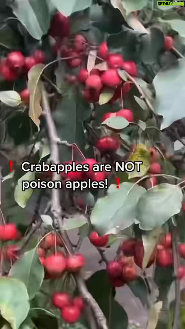Alexis Nikole Nelson - 167.4K Likes - MY YEARLY CRABAPPLE PSA 🍎 

(Also thank you so much for the love, yall 🩷 I really appreciate your kindness and support during this rough time for my family ❤️‍🩹)