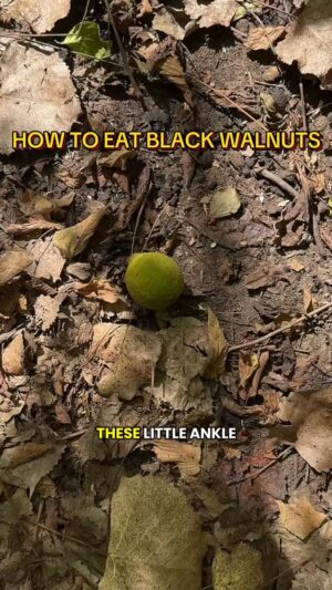 Alexis Nikole Nelson Instagram - HOW TO EAT A BLACK WALNUT! I’ve gotten fifty bajilions requests for this video, as they’re threatening weak ankles all over right now! 😆