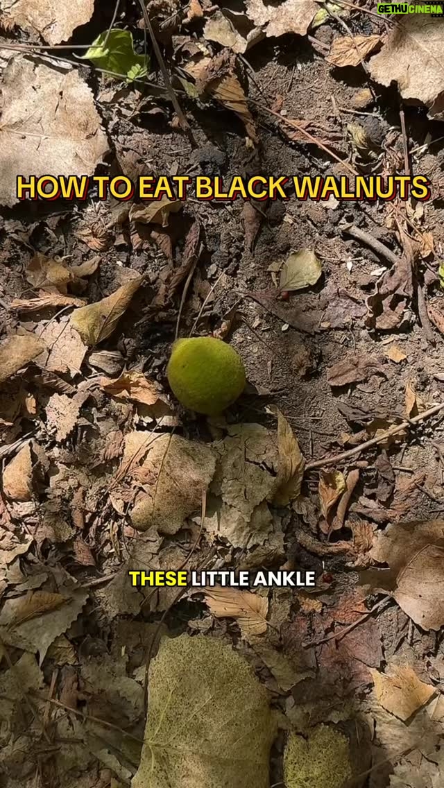 Alexis Nikole Nelson - 190.7K Likes - HOW TO EAT A BLACK WALNUT! I’ve gotten fifty bajilions requests for this video, as they’re threatening weak ankles all over right now! 😆