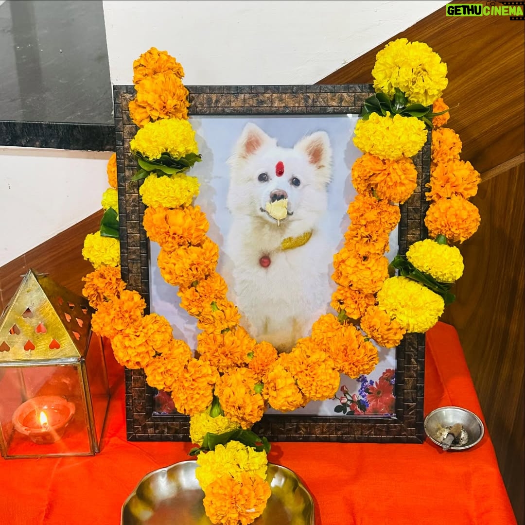 Amisha Sharma - 7.1K Likes - Maybe in the another universe we’ll meet again 🐾
There are no goodbyes for us !
13 years of love & Laughter 💗