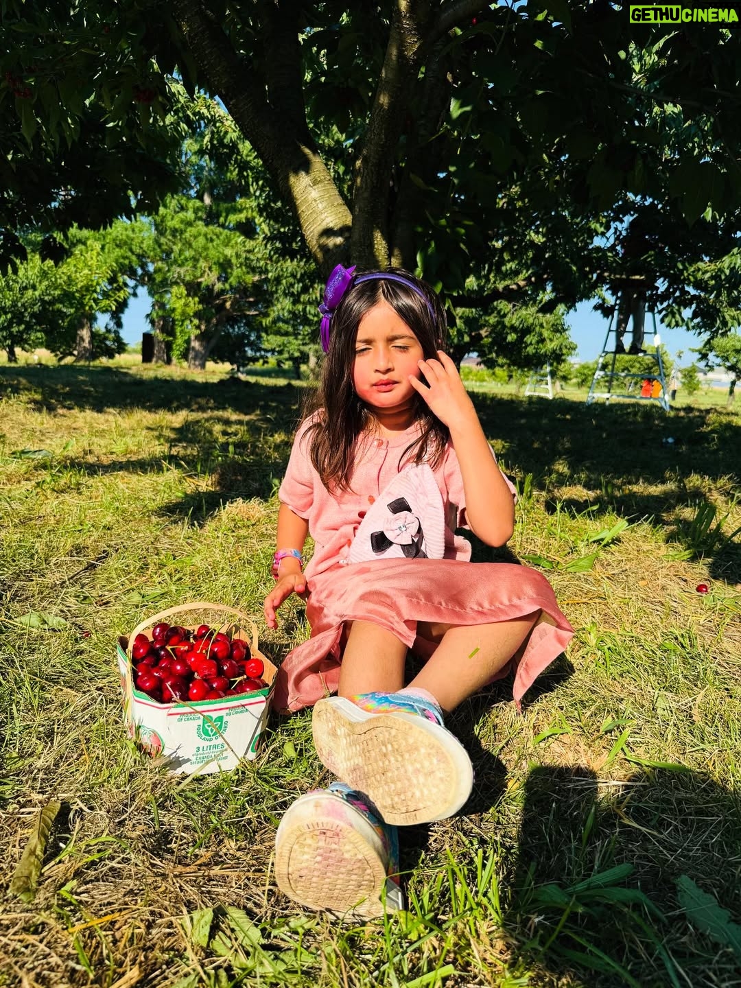 Angel Elena - 445 Likes - My little cherry 🍒 😘enjoying summer in Canada😍

#mylifeincanda#reelinstagram❤️ #newpost#cherry#cherryfarm#canada#summer#enjoylife #cutie #beautifulday