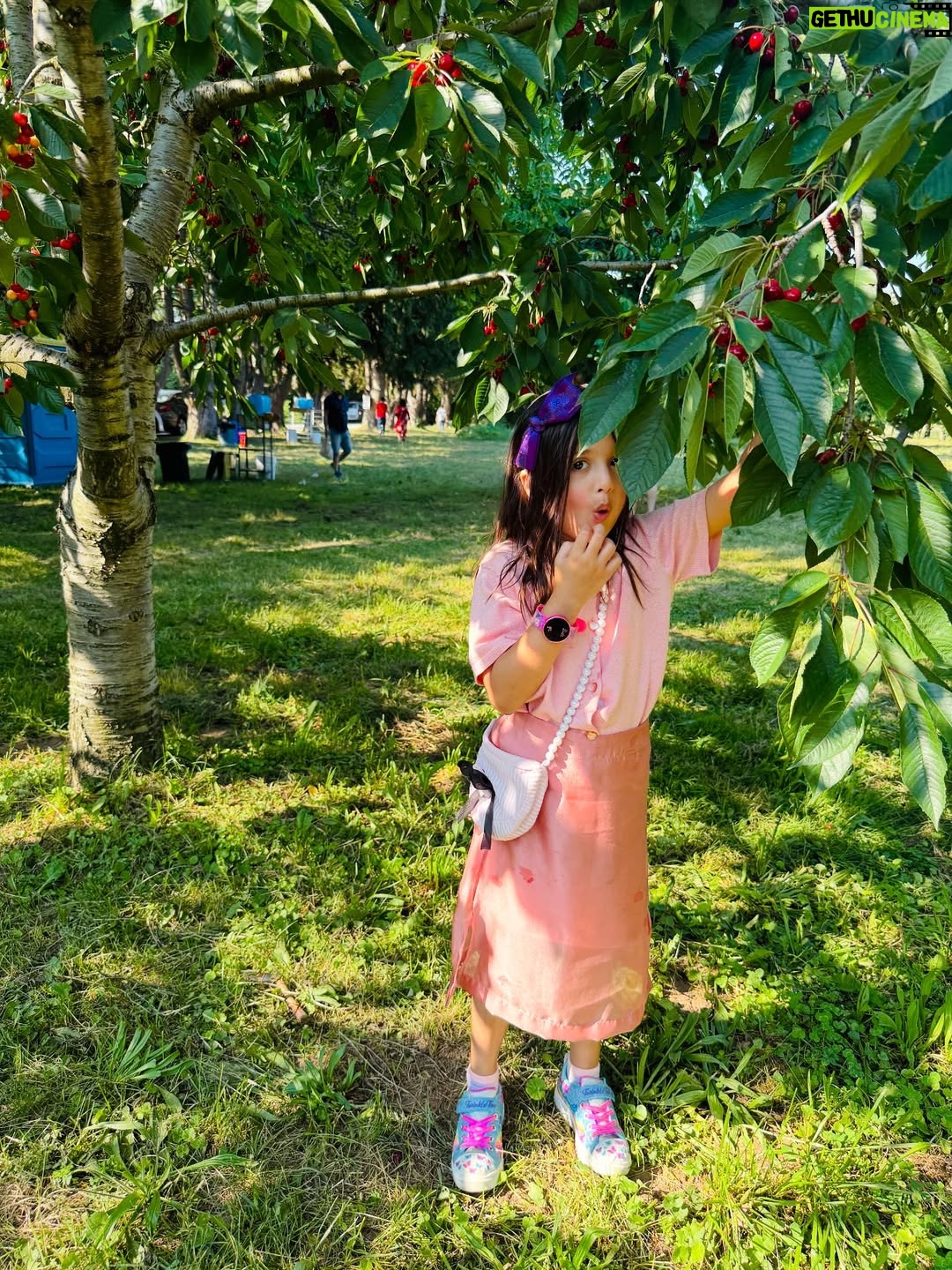 Angel Elena - 445 Likes - My little cherry 🍒 😘enjoying summer in Canada😍

#mylifeincanda#reelinstagram❤️ #newpost#cherry#cherryfarm#canada#summer#enjoylife #cutie #beautifulday