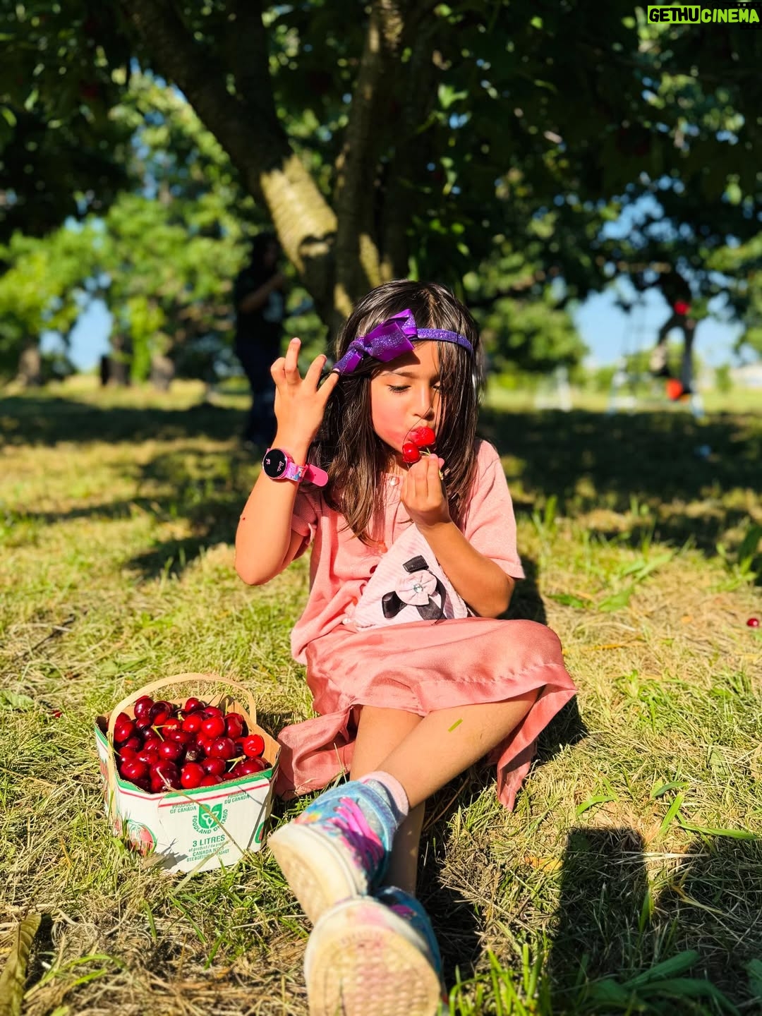 Angel Elena - 445 Likes - My little cherry 🍒 😘enjoying summer in Canada😍

#mylifeincanda#reelinstagram❤️ #newpost#cherry#cherryfarm#canada#summer#enjoylife #cutie #beautifulday