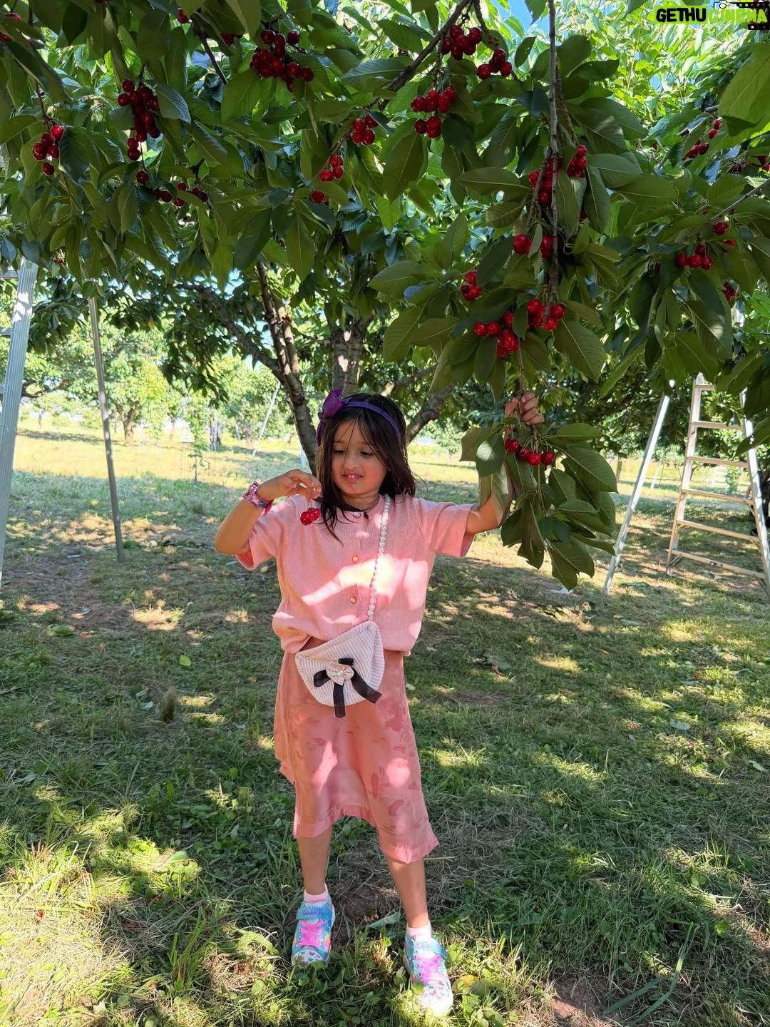 Angel Elena - 445 Likes - My little cherry 🍒 😘enjoying summer in Canada😍

#mylifeincanda#reelinstagram❤️ #newpost#cherry#cherryfarm#canada#summer#enjoylife #cutie #beautifulday