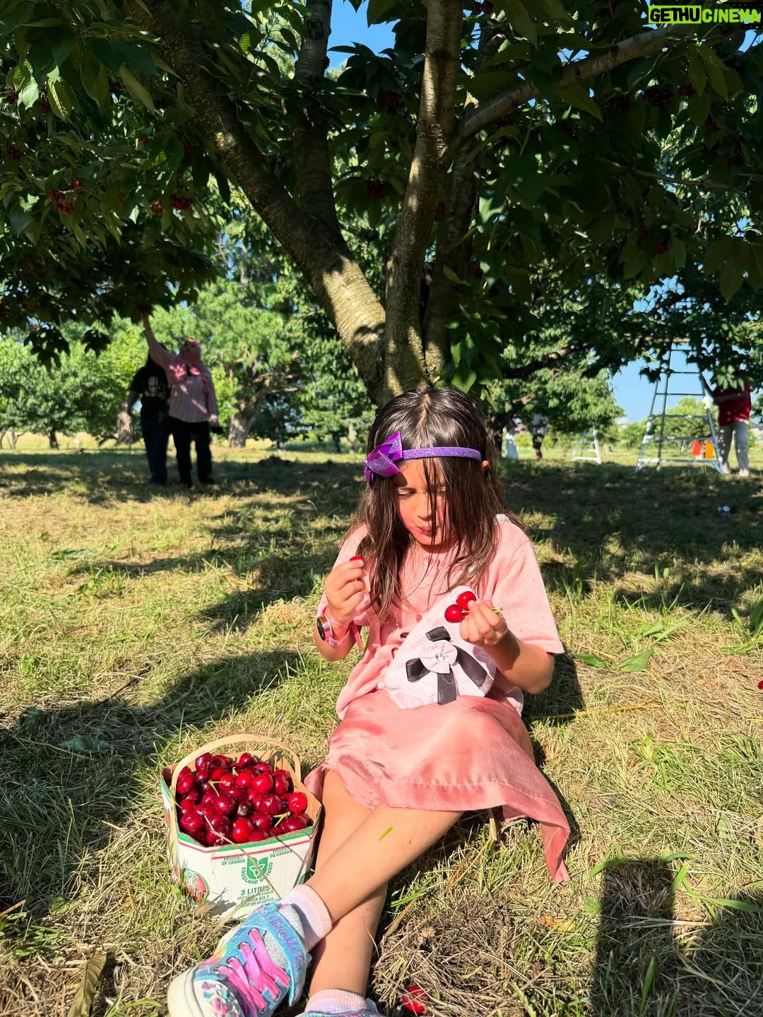 Angel Elena - 445 Likes - My little cherry 🍒 😘enjoying summer in Canada😍

#mylifeincanda#reelinstagram❤️ #newpost#cherry#cherryfarm#canada#summer#enjoylife #cutie #beautifulday