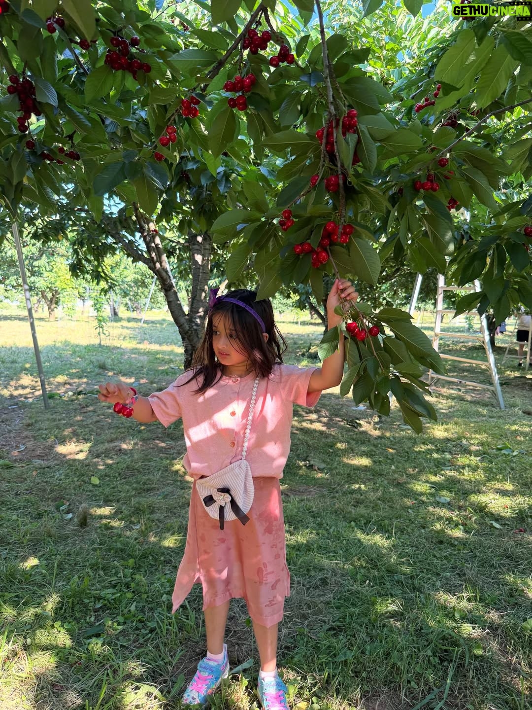 Angel Elena - 445 Likes - My little cherry 🍒 😘enjoying summer in Canada😍

#mylifeincanda#reelinstagram❤️ #newpost#cherry#cherryfarm#canada#summer#enjoylife #cutie #beautifulday