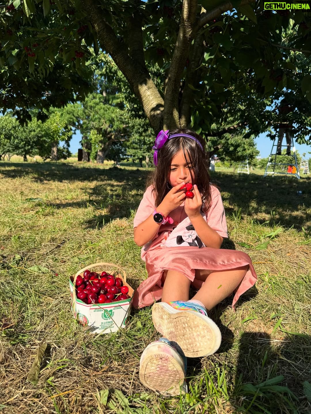 Angel Elena - 445 Likes - My little cherry 🍒 😘enjoying summer in Canada😍

#mylifeincanda#reelinstagram❤️ #newpost#cherry#cherryfarm#canada#summer#enjoylife #cutie #beautifulday