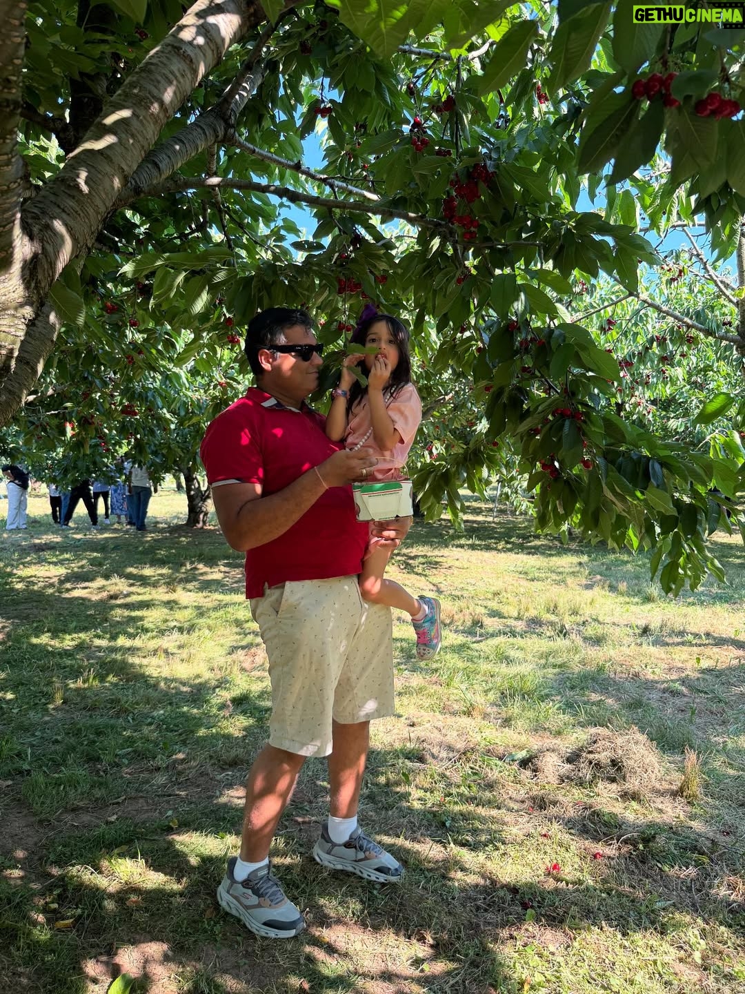 Angel Elena - 445 Likes - My little cherry 🍒 😘enjoying summer in Canada😍

#mylifeincanda#reelinstagram❤️ #newpost#cherry#cherryfarm#canada#summer#enjoylife #cutie #beautifulday