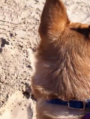 Anjali Bhimani Instagram - Have needed time before sharing, but it’s not gonna get any easier to write this, so here goes. My heart is broken into a thousand pieces. The Mayor of Doggo now has an aureate glow. We’ll still sing his song here on Earth while the dogs in Doggo sing it at his daily parade. Because we love him the mostest, the mostest of all. 

Oh sweet sweet boy,

From the moment I saw you 15 years ago - little nugget, little man - when you pranced over and into my heart, it was love at first sight. Then, a month or so later when you met your papa, it was love at first sight for him too (even though it took the him and me a while longer for us to realize we were going to be your pawrents together). You healed my heart when it was broken before you, and I know you will heal both mine and Papa Dog’s again from where you are by sending memories to us throughout every day. We’re going to keep working hard to make you proud down here, carrying on the work you inspired us to start with the Puppy Roll in the land of Doggo and with I Am Fun Size and with our writing and our videos and all the plans we had and have to make more together …but most of all, I’m so grateful for the way you taught me to love - to love others and love myself. I’m a better human because of your gentle, insistent love, your licks, your silliness, your cleverness, your snuggles, your derpy tongue, the way your perfect little head fit in the crook of my neck, your tiny paws, and everything you were to me and to us while you were with us in this realm. Please send a sending bone from where you are now and then, even if it’s just in my dreams. When I’m sleeping, and when Papa is too, we can all dream that the pack is back until we all get to snuggle together again. 

#charleythebestdog
