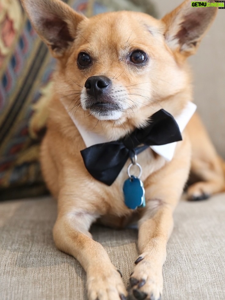 Anjali Bhimani - 8.6K Likes - Have needed time before sharing, but it’s not gonna get any easier to write this, so here goes. My heart is broken into a thousand pieces. The Mayor of Doggo now has an aureate glow. We’ll still sing his song here on Earth while the dogs in Doggo sing it at his daily parade. Because we love him the mostest, the mostest of all. 

Oh sweet sweet boy,

From the moment I saw you 15 years ago - little nugget, little man - when you pranced over and into my heart, it was love at first sight. Then, a month or so later when you met your papa, it was love at first sight for him too (even though it took the him and me a while longer for us to realize we were going to be your pawrents together). You healed my heart when it was broken before you, and I know you will heal both mine and Papa Dog’s again from where you are by sending memories to us throughout every day. We’re going to keep working hard to make you proud down here, carrying on the work you inspired us to start with the Puppy Roll in the land of Doggo and with I Am Fun Size and with our writing and our videos and all the plans we had and have to make more together …but most of all, I’m so grateful for the way you taught me to love - to love others and love myself. I’m a better human because of your gentle, insistent love, your licks, your silliness, your cleverness, your snuggles, your derpy tongue, the way your perfect little head fit in the crook of my neck, your tiny paws, and everything you were to me and to us while you were with us in this realm. Please send a sending bone from where you are now and then, even if it’s just in my dreams. When I’m sleeping, and when Papa is too, we can all dream that the pack is back until we all get to snuggle together again. 

#charleythebestdog