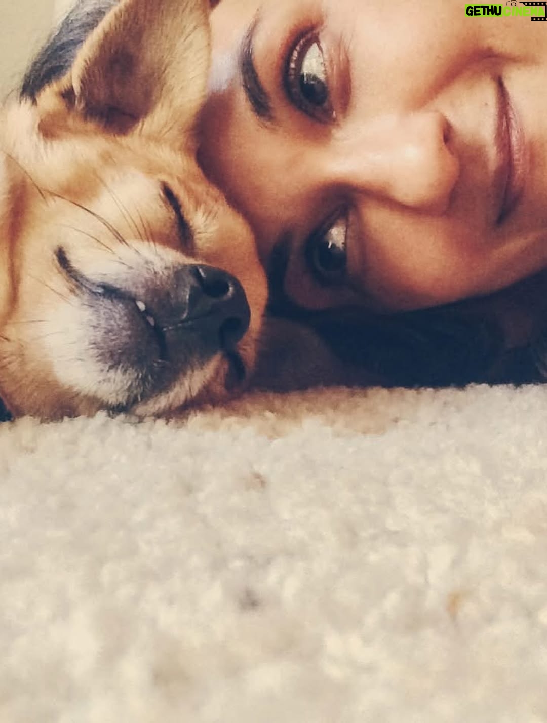 Anjali Bhimani - 8.6K Likes - Have needed time before sharing, but it’s not gonna get any easier to write this, so here goes. My heart is broken into a thousand pieces. The Mayor of Doggo now has an aureate glow. We’ll still sing his song here on Earth while the dogs in Doggo sing it at his daily parade. Because we love him the mostest, the mostest of all. 

Oh sweet sweet boy,

From the moment I saw you 15 years ago - little nugget, little man - when you pranced over and into my heart, it was love at first sight. Then, a month or so later when you met your papa, it was love at first sight for him too (even though it took the him and me a while longer for us to realize we were going to be your pawrents together). You healed my heart when it was broken before you, and I know you will heal both mine and Papa Dog’s again from where you are by sending memories to us throughout every day. We’re going to keep working hard to make you proud down here, carrying on the work you inspired us to start with the Puppy Roll in the land of Doggo and with I Am Fun Size and with our writing and our videos and all the plans we had and have to make more together …but most of all, I’m so grateful for the way you taught me to love - to love others and love myself. I’m a better human because of your gentle, insistent love, your licks, your silliness, your cleverness, your snuggles, your derpy tongue, the way your perfect little head fit in the crook of my neck, your tiny paws, and everything you were to me and to us while you were with us in this realm. Please send a sending bone from where you are now and then, even if it’s just in my dreams. When I’m sleeping, and when Papa is too, we can all dream that the pack is back until we all get to snuggle together again. 

#charleythebestdog