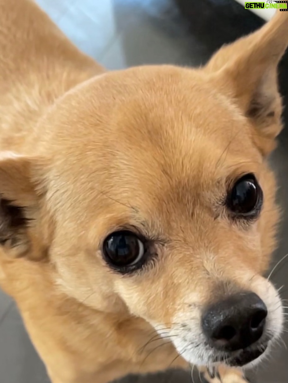 Anjali Bhimani - 8.6K Likes - Have needed time before sharing, but it’s not gonna get any easier to write this, so here goes. My heart is broken into a thousand pieces. The Mayor of Doggo now has an aureate glow. We’ll still sing his song here on Earth while the dogs in Doggo sing it at his daily parade. Because we love him the mostest, the mostest of all. 

Oh sweet sweet boy,

From the moment I saw you 15 years ago - little nugget, little man - when you pranced over and into my heart, it was love at first sight. Then, a month or so later when you met your papa, it was love at first sight for him too (even though it took the him and me a while longer for us to realize we were going to be your pawrents together). You healed my heart when it was broken before you, and I know you will heal both mine and Papa Dog’s again from where you are by sending memories to us throughout every day. We’re going to keep working hard to make you proud down here, carrying on the work you inspired us to start with the Puppy Roll in the land of Doggo and with I Am Fun Size and with our writing and our videos and all the plans we had and have to make more together …but most of all, I’m so grateful for the way you taught me to love - to love others and love myself. I’m a better human because of your gentle, insistent love, your licks, your silliness, your cleverness, your snuggles, your derpy tongue, the way your perfect little head fit in the crook of my neck, your tiny paws, and everything you were to me and to us while you were with us in this realm. Please send a sending bone from where you are now and then, even if it’s just in my dreams. When I’m sleeping, and when Papa is too, we can all dream that the pack is back until we all get to snuggle together again. 

#charleythebestdog