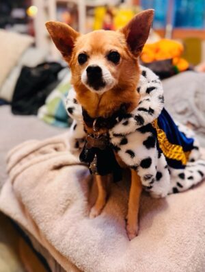 Anjali Bhimani Instagram - Have needed time before sharing, but it’s not gonna get any easier to write this, so here goes. My heart is broken into a thousand pieces. The Mayor of Doggo now has an aureate glow. We’ll still sing his song here on Earth while the dogs in Doggo sing it at his daily parade. Because we love him the mostest, the mostest of all. 

Oh sweet sweet boy,

From the moment I saw you 15 years ago - little nugget, little man - when you pranced over and into my heart, it was love at first sight. Then, a month or so later when you met your papa, it was love at first sight for him too (even though it took the him and me a while longer for us to realize we were going to be your pawrents together). You healed my heart when it was broken before you, and I know you will heal both mine and Papa Dog’s again from where you are by sending memories to us throughout every day. We’re going to keep working hard to make you proud down here, carrying on the work you inspired us to start with the Puppy Roll in the land of Doggo and with I Am Fun Size and with our writing and our videos and all the plans we had and have to make more together …but most of all, I’m so grateful for the way you taught me to love - to love others and love myself. I’m a better human because of your gentle, insistent love, your licks, your silliness, your cleverness, your snuggles, your derpy tongue, the way your perfect little head fit in the crook of my neck, your tiny paws, and everything you were to me and to us while you were with us in this realm. Please send a sending bone from where you are now and then, even if it’s just in my dreams. When I’m sleeping, and when Papa is too, we can all dream that the pack is back until we all get to snuggle together again. 

#charleythebestdog