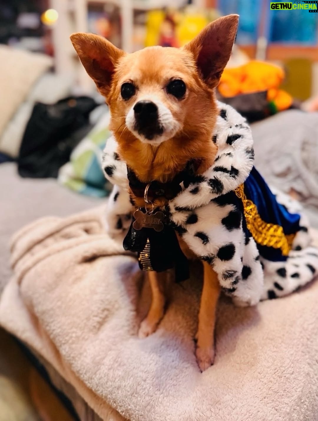 Anjali Bhimani - 8.6K Likes - Have needed time before sharing, but it’s not gonna get any easier to write this, so here goes. My heart is broken into a thousand pieces. The Mayor of Doggo now has an aureate glow. We’ll still sing his song here on Earth while the dogs in Doggo sing it at his daily parade. Because we love him the mostest, the mostest of all. 

Oh sweet sweet boy,

From the moment I saw you 15 years ago - little nugget, little man - when you pranced over and into my heart, it was love at first sight. Then, a month or so later when you met your papa, it was love at first sight for him too (even though it took the him and me a while longer for us to realize we were going to be your pawrents together). You healed my heart when it was broken before you, and I know you will heal both mine and Papa Dog’s again from where you are by sending memories to us throughout every day. We’re going to keep working hard to make you proud down here, carrying on the work you inspired us to start with the Puppy Roll in the land of Doggo and with I Am Fun Size and with our writing and our videos and all the plans we had and have to make more together …but most of all, I’m so grateful for the way you taught me to love - to love others and love myself. I’m a better human because of your gentle, insistent love, your licks, your silliness, your cleverness, your snuggles, your derpy tongue, the way your perfect little head fit in the crook of my neck, your tiny paws, and everything you were to me and to us while you were with us in this realm. Please send a sending bone from where you are now and then, even if it’s just in my dreams. When I’m sleeping, and when Papa is too, we can all dream that the pack is back until we all get to snuggle together again. 

#charleythebestdog