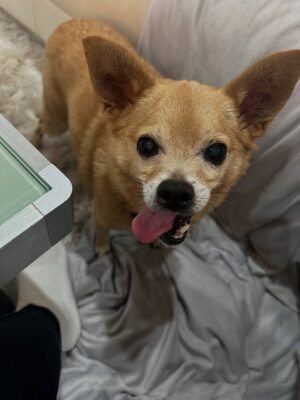 Anjali Bhimani Instagram - Have needed time before sharing, but it’s not gonna get any easier to write this, so here goes. My heart is broken into a thousand pieces. The Mayor of Doggo now has an aureate glow. We’ll still sing his song here on Earth while the dogs in Doggo sing it at his daily parade. Because we love him the mostest, the mostest of all. 

Oh sweet sweet boy,

From the moment I saw you 15 years ago - little nugget, little man - when you pranced over and into my heart, it was love at first sight. Then, a month or so later when you met your papa, it was love at first sight for him too (even though it took the him and me a while longer for us to realize we were going to be your pawrents together). You healed my heart when it was broken before you, and I know you will heal both mine and Papa Dog’s again from where you are by sending memories to us throughout every day. We’re going to keep working hard to make you proud down here, carrying on the work you inspired us to start with the Puppy Roll in the land of Doggo and with I Am Fun Size and with our writing and our videos and all the plans we had and have to make more together …but most of all, I’m so grateful for the way you taught me to love - to love others and love myself. I’m a better human because of your gentle, insistent love, your licks, your silliness, your cleverness, your snuggles, your derpy tongue, the way your perfect little head fit in the crook of my neck, your tiny paws, and everything you were to me and to us while you were with us in this realm. Please send a sending bone from where you are now and then, even if it’s just in my dreams. When I’m sleeping, and when Papa is too, we can all dream that the pack is back until we all get to snuggle together again. 

#charleythebestdog
