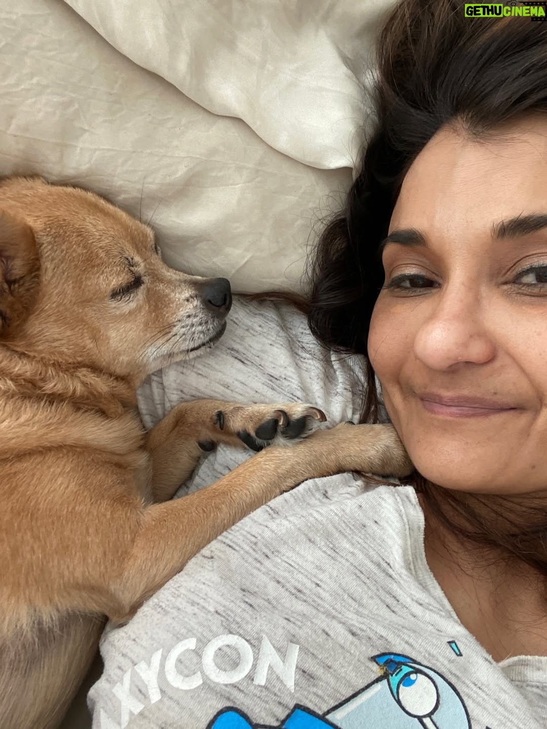 Anjali Bhimani - 8.6K Likes - Have needed time before sharing, but it’s not gonna get any easier to write this, so here goes. My heart is broken into a thousand pieces. The Mayor of Doggo now has an aureate glow. We’ll still sing his song here on Earth while the dogs in Doggo sing it at his daily parade. Because we love him the mostest, the mostest of all. 

Oh sweet sweet boy,

From the moment I saw you 15 years ago - little nugget, little man - when you pranced over and into my heart, it was love at first sight. Then, a month or so later when you met your papa, it was love at first sight for him too (even though it took the him and me a while longer for us to realize we were going to be your pawrents together). You healed my heart when it was broken before you, and I know you will heal both mine and Papa Dog’s again from where you are by sending memories to us throughout every day. We’re going to keep working hard to make you proud down here, carrying on the work you inspired us to start with the Puppy Roll in the land of Doggo and with I Am Fun Size and with our writing and our videos and all the plans we had and have to make more together …but most of all, I’m so grateful for the way you taught me to love - to love others and love myself. I’m a better human because of your gentle, insistent love, your licks, your silliness, your cleverness, your snuggles, your derpy tongue, the way your perfect little head fit in the crook of my neck, your tiny paws, and everything you were to me and to us while you were with us in this realm. Please send a sending bone from where you are now and then, even if it’s just in my dreams. When I’m sleeping, and when Papa is too, we can all dream that the pack is back until we all get to snuggle together again. 

#charleythebestdog