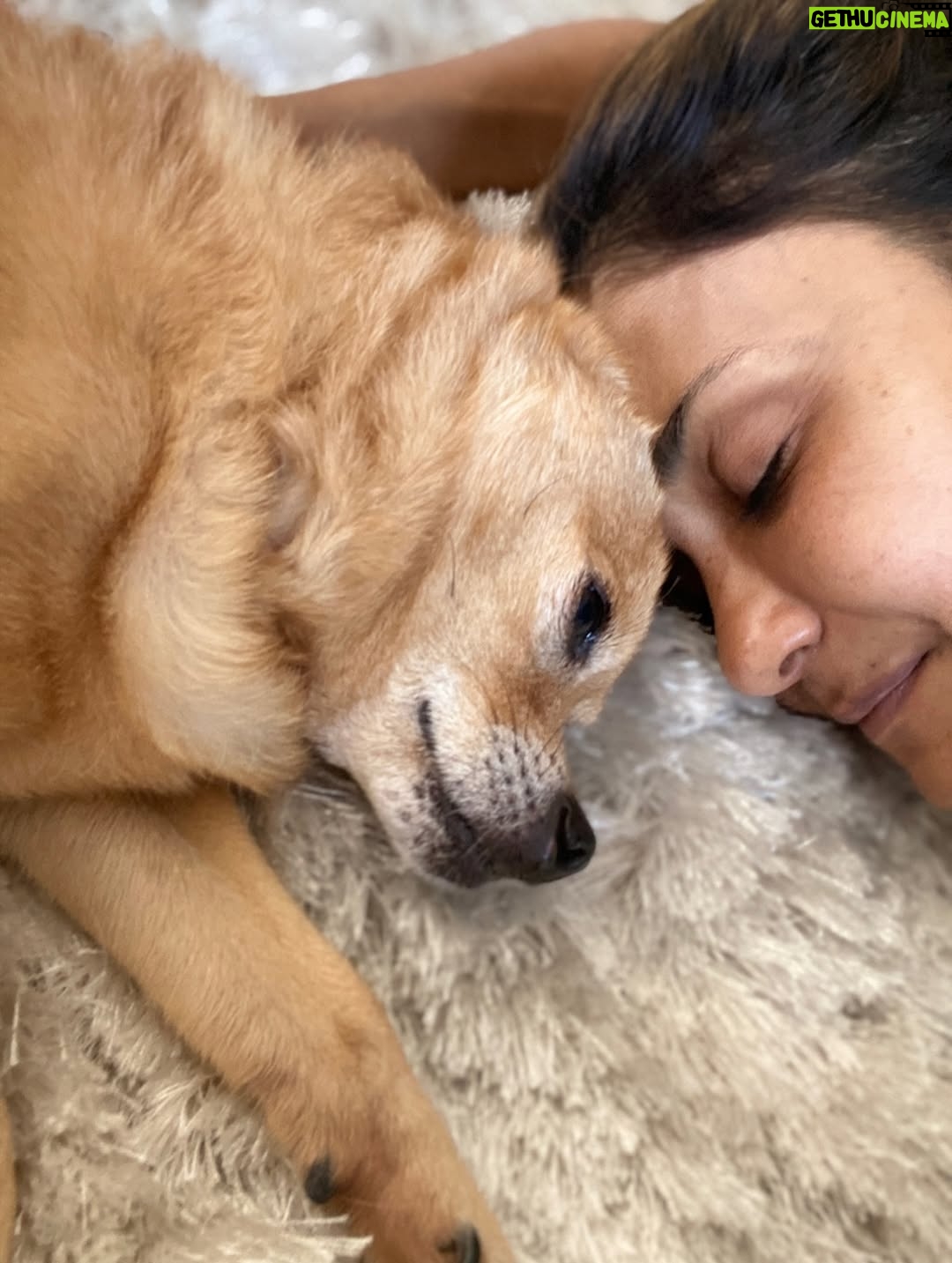 Anjali Bhimani - 8.6K Likes - Have needed time before sharing, but it’s not gonna get any easier to write this, so here goes. My heart is broken into a thousand pieces. The Mayor of Doggo now has an aureate glow. We’ll still sing his song here on Earth while the dogs in Doggo sing it at his daily parade. Because we love him the mostest, the mostest of all. 

Oh sweet sweet boy,

From the moment I saw you 15 years ago - little nugget, little man - when you pranced over and into my heart, it was love at first sight. Then, a month or so later when you met your papa, it was love at first sight for him too (even though it took the him and me a while longer for us to realize we were going to be your pawrents together). You healed my heart when it was broken before you, and I know you will heal both mine and Papa Dog’s again from where you are by sending memories to us throughout every day. We’re going to keep working hard to make you proud down here, carrying on the work you inspired us to start with the Puppy Roll in the land of Doggo and with I Am Fun Size and with our writing and our videos and all the plans we had and have to make more together …but most of all, I’m so grateful for the way you taught me to love - to love others and love myself. I’m a better human because of your gentle, insistent love, your licks, your silliness, your cleverness, your snuggles, your derpy tongue, the way your perfect little head fit in the crook of my neck, your tiny paws, and everything you were to me and to us while you were with us in this realm. Please send a sending bone from where you are now and then, even if it’s just in my dreams. When I’m sleeping, and when Papa is too, we can all dream that the pack is back until we all get to snuggle together again. 

#charleythebestdog