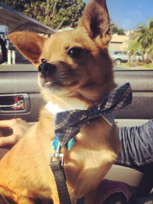 Anjali Bhimani Instagram - Have needed time before sharing, but it’s not gonna get any easier to write this, so here goes. My heart is broken into a thousand pieces. The Mayor of Doggo now has an aureate glow. We’ll still sing his song here on Earth while the dogs in Doggo sing it at his daily parade. Because we love him the mostest, the mostest of all. 

Oh sweet sweet boy,

From the moment I saw you 15 years ago - little nugget, little man - when you pranced over and into my heart, it was love at first sight. Then, a month or so later when you met your papa, it was love at first sight for him too (even though it took the him and me a while longer for us to realize we were going to be your pawrents together). You healed my heart when it was broken before you, and I know you will heal both mine and Papa Dog’s again from where you are by sending memories to us throughout every day. We’re going to keep working hard to make you proud down here, carrying on the work you inspired us to start with the Puppy Roll in the land of Doggo and with I Am Fun Size and with our writing and our videos and all the plans we had and have to make more together …but most of all, I’m so grateful for the way you taught me to love - to love others and love myself. I’m a better human because of your gentle, insistent love, your licks, your silliness, your cleverness, your snuggles, your derpy tongue, the way your perfect little head fit in the crook of my neck, your tiny paws, and everything you were to me and to us while you were with us in this realm. Please send a sending bone from where you are now and then, even if it’s just in my dreams. When I’m sleeping, and when Papa is too, we can all dream that the pack is back until we all get to snuggle together again. 

#charleythebestdog