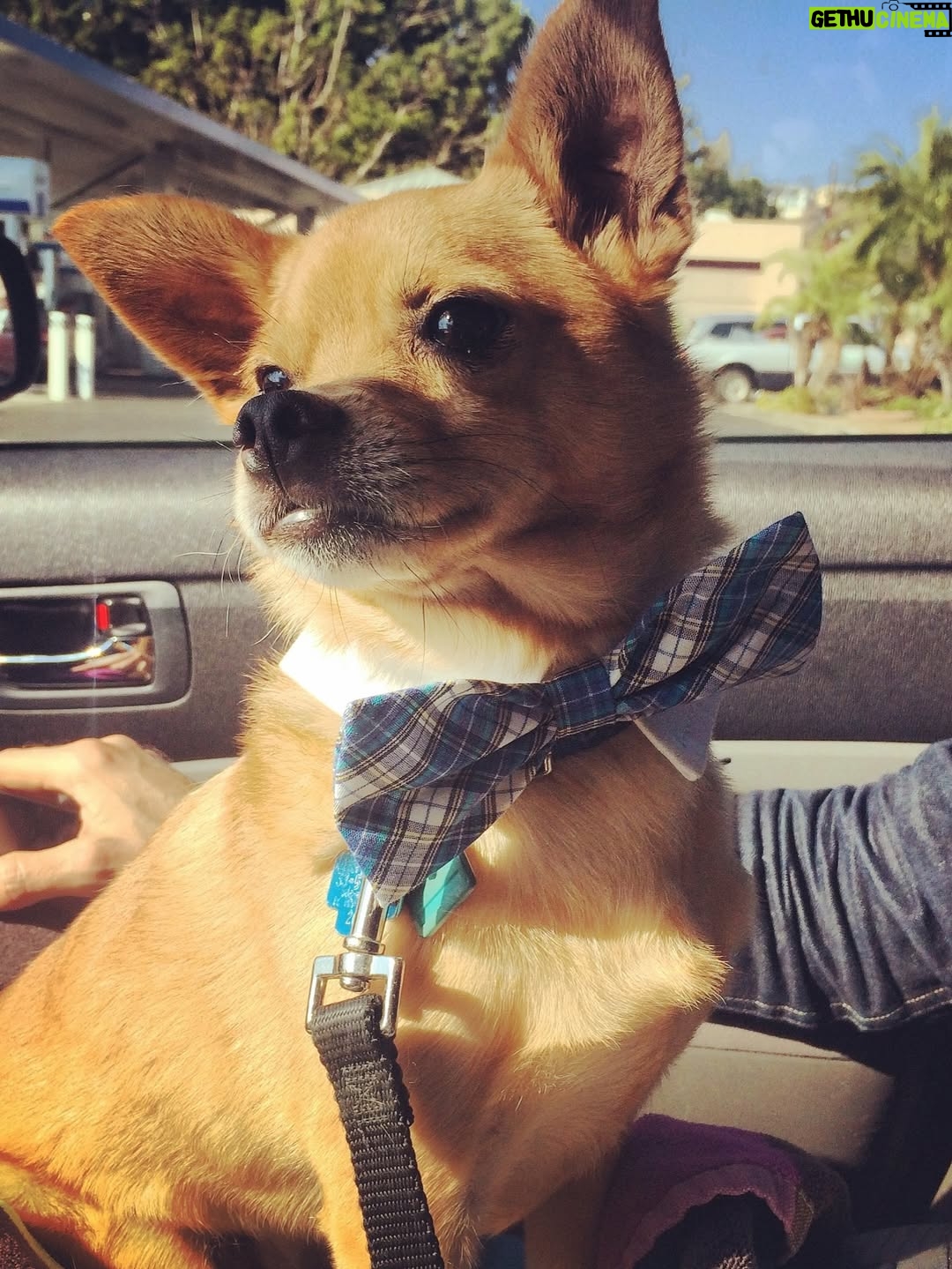 Anjali Bhimani - 8.6K Likes - Have needed time before sharing, but it’s not gonna get any easier to write this, so here goes. My heart is broken into a thousand pieces. The Mayor of Doggo now has an aureate glow. We’ll still sing his song here on Earth while the dogs in Doggo sing it at his daily parade. Because we love him the mostest, the mostest of all. 

Oh sweet sweet boy,

From the moment I saw you 15 years ago - little nugget, little man - when you pranced over and into my heart, it was love at first sight. Then, a month or so later when you met your papa, it was love at first sight for him too (even though it took the him and me a while longer for us to realize we were going to be your pawrents together). You healed my heart when it was broken before you, and I know you will heal both mine and Papa Dog’s again from where you are by sending memories to us throughout every day. We’re going to keep working hard to make you proud down here, carrying on the work you inspired us to start with the Puppy Roll in the land of Doggo and with I Am Fun Size and with our writing and our videos and all the plans we had and have to make more together …but most of all, I’m so grateful for the way you taught me to love - to love others and love myself. I’m a better human because of your gentle, insistent love, your licks, your silliness, your cleverness, your snuggles, your derpy tongue, the way your perfect little head fit in the crook of my neck, your tiny paws, and everything you were to me and to us while you were with us in this realm. Please send a sending bone from where you are now and then, even if it’s just in my dreams. When I’m sleeping, and when Papa is too, we can all dream that the pack is back until we all get to snuggle together again. 

#charleythebestdog