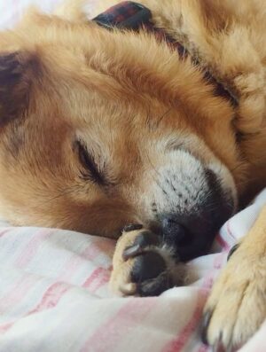 Anjali Bhimani Instagram - Have needed time before sharing, but it’s not gonna get any easier to write this, so here goes. My heart is broken into a thousand pieces. The Mayor of Doggo now has an aureate glow. We’ll still sing his song here on Earth while the dogs in Doggo sing it at his daily parade. Because we love him the mostest, the mostest of all. 

Oh sweet sweet boy,

From the moment I saw you 15 years ago - little nugget, little man - when you pranced over and into my heart, it was love at first sight. Then, a month or so later when you met your papa, it was love at first sight for him too (even though it took the him and me a while longer for us to realize we were going to be your pawrents together). You healed my heart when it was broken before you, and I know you will heal both mine and Papa Dog’s again from where you are by sending memories to us throughout every day. We’re going to keep working hard to make you proud down here, carrying on the work you inspired us to start with the Puppy Roll in the land of Doggo and with I Am Fun Size and with our writing and our videos and all the plans we had and have to make more together …but most of all, I’m so grateful for the way you taught me to love - to love others and love myself. I’m a better human because of your gentle, insistent love, your licks, your silliness, your cleverness, your snuggles, your derpy tongue, the way your perfect little head fit in the crook of my neck, your tiny paws, and everything you were to me and to us while you were with us in this realm. Please send a sending bone from where you are now and then, even if it’s just in my dreams. When I’m sleeping, and when Papa is too, we can all dream that the pack is back until we all get to snuggle together again. 

#charleythebestdog