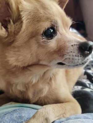 Anjali Bhimani Instagram - Have needed time before sharing, but it’s not gonna get any easier to write this, so here goes. My heart is broken into a thousand pieces. The Mayor of Doggo now has an aureate glow. We’ll still sing his song here on Earth while the dogs in Doggo sing it at his daily parade. Because we love him the mostest, the mostest of all. 

Oh sweet sweet boy,

From the moment I saw you 15 years ago - little nugget, little man - when you pranced over and into my heart, it was love at first sight. Then, a month or so later when you met your papa, it was love at first sight for him too (even though it took the him and me a while longer for us to realize we were going to be your pawrents together). You healed my heart when it was broken before you, and I know you will heal both mine and Papa Dog’s again from where you are by sending memories to us throughout every day. We’re going to keep working hard to make you proud down here, carrying on the work you inspired us to start with the Puppy Roll in the land of Doggo and with I Am Fun Size and with our writing and our videos and all the plans we had and have to make more together …but most of all, I’m so grateful for the way you taught me to love - to love others and love myself. I’m a better human because of your gentle, insistent love, your licks, your silliness, your cleverness, your snuggles, your derpy tongue, the way your perfect little head fit in the crook of my neck, your tiny paws, and everything you were to me and to us while you were with us in this realm. Please send a sending bone from where you are now and then, even if it’s just in my dreams. When I’m sleeping, and when Papa is too, we can all dream that the pack is back until we all get to snuggle together again. 

#charleythebestdog