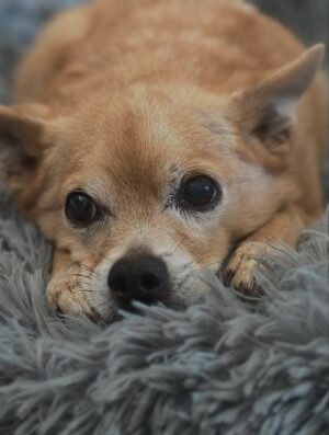 Anjali Bhimani Instagram - Have needed time before sharing, but it’s not gonna get any easier to write this, so here goes. My heart is broken into a thousand pieces. The Mayor of Doggo now has an aureate glow. We’ll still sing his song here on Earth while the dogs in Doggo sing it at his daily parade. Because we love him the mostest, the mostest of all. 

Oh sweet sweet boy,

From the moment I saw you 15 years ago - little nugget, little man - when you pranced over and into my heart, it was love at first sight. Then, a month or so later when you met your papa, it was love at first sight for him too (even though it took the him and me a while longer for us to realize we were going to be your pawrents together). You healed my heart when it was broken before you, and I know you will heal both mine and Papa Dog’s again from where you are by sending memories to us throughout every day. We’re going to keep working hard to make you proud down here, carrying on the work you inspired us to start with the Puppy Roll in the land of Doggo and with I Am Fun Size and with our writing and our videos and all the plans we had and have to make more together …but most of all, I’m so grateful for the way you taught me to love - to love others and love myself. I’m a better human because of your gentle, insistent love, your licks, your silliness, your cleverness, your snuggles, your derpy tongue, the way your perfect little head fit in the crook of my neck, your tiny paws, and everything you were to me and to us while you were with us in this realm. Please send a sending bone from where you are now and then, even if it’s just in my dreams. When I’m sleeping, and when Papa is too, we can all dream that the pack is back until we all get to snuggle together again. 

#charleythebestdog