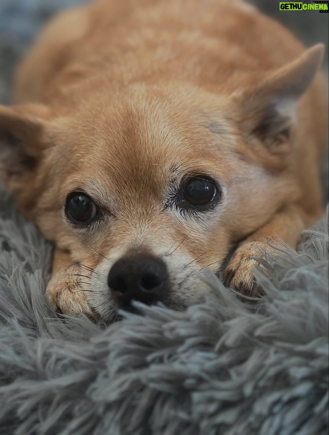 Anjali Bhimani - 8.6K Likes - Have needed time before sharing, but it’s not gonna get any easier to write this, so here goes. My heart is broken into a thousand pieces. The Mayor of Doggo now has an aureate glow. We’ll still sing his song here on Earth while the dogs in Doggo sing it at his daily parade. Because we love him the mostest, the mostest of all. 

Oh sweet sweet boy,

From the moment I saw you 15 years ago - little nugget, little man - when you pranced over and into my heart, it was love at first sight. Then, a month or so later when you met your papa, it was love at first sight for him too (even though it took the him and me a while longer for us to realize we were going to be your pawrents together). You healed my heart when it was broken before you, and I know you will heal both mine and Papa Dog’s again from where you are by sending memories to us throughout every day. We’re going to keep working hard to make you proud down here, carrying on the work you inspired us to start with the Puppy Roll in the land of Doggo and with I Am Fun Size and with our writing and our videos and all the plans we had and have to make more together …but most of all, I’m so grateful for the way you taught me to love - to love others and love myself. I’m a better human because of your gentle, insistent love, your licks, your silliness, your cleverness, your snuggles, your derpy tongue, the way your perfect little head fit in the crook of my neck, your tiny paws, and everything you were to me and to us while you were with us in this realm. Please send a sending bone from where you are now and then, even if it’s just in my dreams. When I’m sleeping, and when Papa is too, we can all dream that the pack is back until we all get to snuggle together again. 

#charleythebestdog