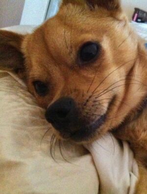 Anjali Bhimani Instagram - Have needed time before sharing, but it’s not gonna get any easier to write this, so here goes. My heart is broken into a thousand pieces. The Mayor of Doggo now has an aureate glow. We’ll still sing his song here on Earth while the dogs in Doggo sing it at his daily parade. Because we love him the mostest, the mostest of all. 

Oh sweet sweet boy,

From the moment I saw you 15 years ago - little nugget, little man - when you pranced over and into my heart, it was love at first sight. Then, a month or so later when you met your papa, it was love at first sight for him too (even though it took the him and me a while longer for us to realize we were going to be your pawrents together). You healed my heart when it was broken before you, and I know you will heal both mine and Papa Dog’s again from where you are by sending memories to us throughout every day. We’re going to keep working hard to make you proud down here, carrying on the work you inspired us to start with the Puppy Roll in the land of Doggo and with I Am Fun Size and with our writing and our videos and all the plans we had and have to make more together …but most of all, I’m so grateful for the way you taught me to love - to love others and love myself. I’m a better human because of your gentle, insistent love, your licks, your silliness, your cleverness, your snuggles, your derpy tongue, the way your perfect little head fit in the crook of my neck, your tiny paws, and everything you were to me and to us while you were with us in this realm. Please send a sending bone from where you are now and then, even if it’s just in my dreams. When I’m sleeping, and when Papa is too, we can all dream that the pack is back until we all get to snuggle together again. 

#charleythebestdog