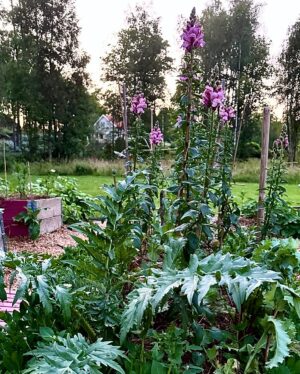 Anna Mannheimer Instagram - Jag har fƶrmodligen fƄtt gƄvan att stirra fram blomning.
Nu, den 24 juli blommar 6 st lejongap!!!!
Och som jag har tittat pƄ dom. Flera ggr om dagen sen bƶrjan av juni.
OhƤlsosamt ofta enligt vissa nƤrstƄende.
Det struntar jag i fƶr nu ska jag fan i mig stirra fram resten av odlingen.