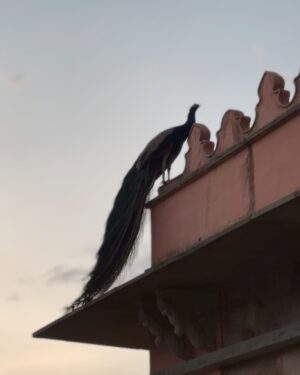 Asmita Arora Instagram - Iss pal me jeevan saara 💜🦚