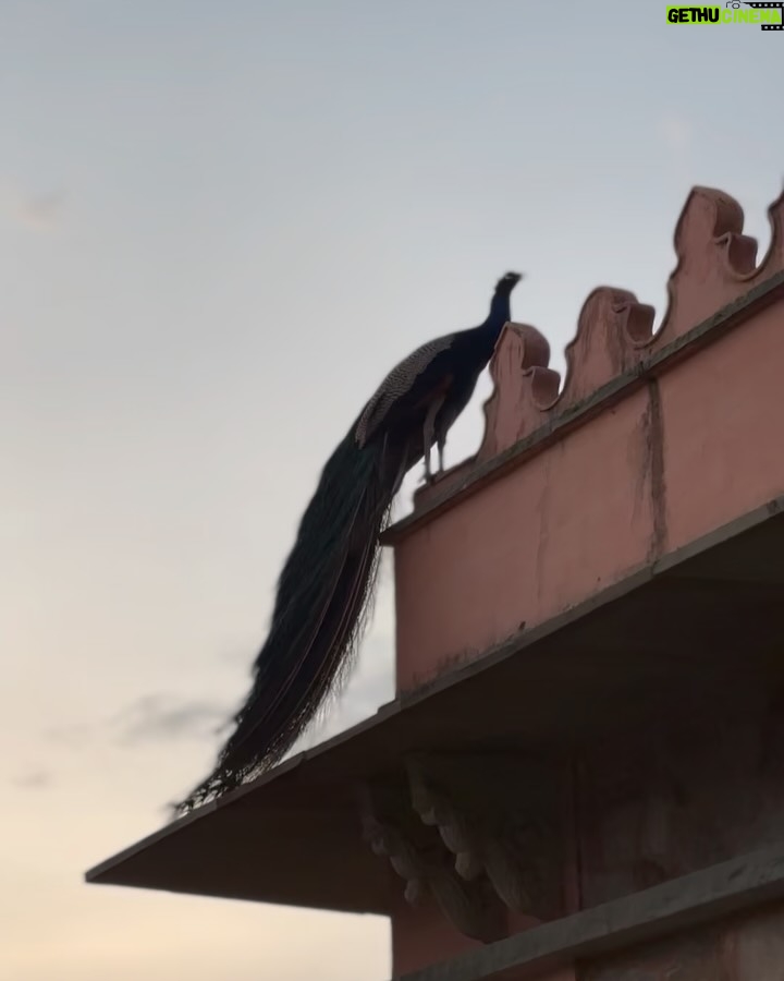 Asmita Arora - 0.9K Likes - Iss pal me jeevan saara 💜🦚