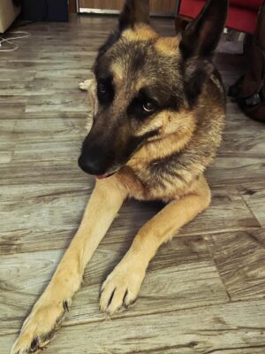 Aylin Aslım Instagram - Az önce dünyanın en iyi köpeği aslan yürekli Co’yla vedalaştık. Bir gün tekrar buluşacağımıza söz verdik. Muhteşem bir arkadaştı. Bir kez bile üzmedi beni, bir kez. Ona hak ettiği hayatı yaşatmak için elimizden geleni yaptık. Hatamız olduysa da, ki olmuştur, bir kere bile bize hissettirmedi. İyi ki bize geldin, güle güle dünyanın en güzel oğlu. 🤍
Seni çok özleyeceğiz. @lustrog #satinalmasahiplen