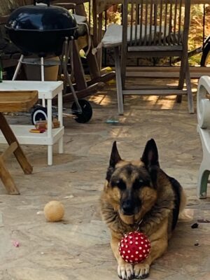 Aylin Aslım Instagram - Az önce dünyanın en iyi köpeği aslan yürekli Co’yla vedalaştık. Bir gün tekrar buluşacağımıza söz verdik. Muhteşem bir arkadaştı. Bir kez bile üzmedi beni, bir kez. Ona hak ettiği hayatı yaşatmak için elimizden geleni yaptık. Hatamız olduysa da, ki olmuştur, bir kere bile bize hissettirmedi. İyi ki bize geldin, güle güle dünyanın en güzel oğlu. 🤍
Seni çok özleyeceğiz. @lustrog #satinalmasahiplen