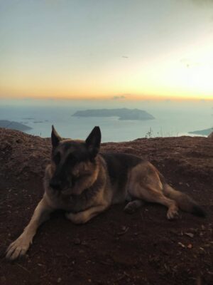 Aylin Aslım Instagram - Az önce dünyanın en iyi köpeği aslan yürekli Co’yla vedalaştık. Bir gün tekrar buluşacağımıza söz verdik. Muhteşem bir arkadaştı. Bir kez bile üzmedi beni, bir kez. Ona hak ettiği hayatı yaşatmak için elimizden geleni yaptık. Hatamız olduysa da, ki olmuştur, bir kere bile bize hissettirmedi. İyi ki bize geldin, güle güle dünyanın en güzel oğlu. 🤍
Seni çok özleyeceğiz. @lustrog #satinalmasahiplen