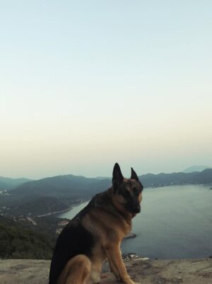 Aylin Aslım Instagram - Az önce dünyanın en iyi köpeği aslan yürekli Co’yla vedalaştık. Bir gün tekrar buluşacağımıza söz verdik. Muhteşem bir arkadaştı. Bir kez bile üzmedi beni, bir kez. Ona hak ettiği hayatı yaşatmak için elimizden geleni yaptık. Hatamız olduysa da, ki olmuştur, bir kere bile bize hissettirmedi. İyi ki bize geldin, güle güle dünyanın en güzel oğlu. 🤍
Seni çok özleyeceğiz. @lustrog #satinalmasahiplen