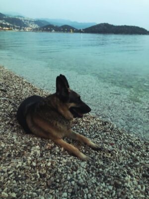 Aylin Aslım Instagram - Az önce dünyanın en iyi köpeği aslan yürekli Co’yla vedalaştık. Bir gün tekrar buluşacağımıza söz verdik. Muhteşem bir arkadaştı. Bir kez bile üzmedi beni, bir kez. Ona hak ettiği hayatı yaşatmak için elimizden geleni yaptık. Hatamız olduysa da, ki olmuştur, bir kere bile bize hissettirmedi. İyi ki bize geldin, güle güle dünyanın en güzel oğlu. 🤍
Seni çok özleyeceğiz. @lustrog #satinalmasahiplen