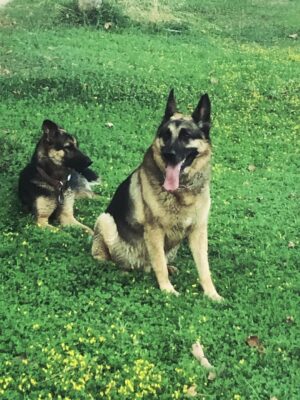 Aylin Aslım Instagram - Az önce dünyanın en iyi köpeği aslan yürekli Co’yla vedalaştık. Bir gün tekrar buluşacağımıza söz verdik. Muhteşem bir arkadaştı. Bir kez bile üzmedi beni, bir kez. Ona hak ettiği hayatı yaşatmak için elimizden geleni yaptık. Hatamız olduysa da, ki olmuştur, bir kere bile bize hissettirmedi. İyi ki bize geldin, güle güle dünyanın en güzel oğlu. 🤍
Seni çok özleyeceğiz. @lustrog #satinalmasahiplen