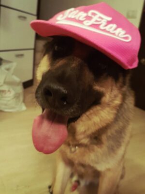 Aylin Aslım Instagram - Az önce dünyanın en iyi köpeği aslan yürekli Co’yla vedalaştık. Bir gün tekrar buluşacağımıza söz verdik. Muhteşem bir arkadaştı. Bir kez bile üzmedi beni, bir kez. Ona hak ettiği hayatı yaşatmak için elimizden geleni yaptık. Hatamız olduysa da, ki olmuştur, bir kere bile bize hissettirmedi. İyi ki bize geldin, güle güle dünyanın en güzel oğlu. 🤍
Seni çok özleyeceğiz. @lustrog #satinalmasahiplen