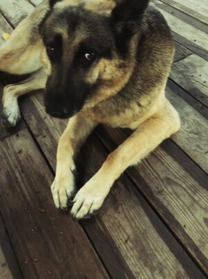 Aylin Aslım Instagram - Az önce dünyanın en iyi köpeği aslan yürekli Co’yla vedalaştık. Bir gün tekrar buluşacağımıza söz verdik. Muhteşem bir arkadaştı. Bir kez bile üzmedi beni, bir kez. Ona hak ettiği hayatı yaşatmak için elimizden geleni yaptık. Hatamız olduysa da, ki olmuştur, bir kere bile bize hissettirmedi. İyi ki bize geldin, güle güle dünyanın en güzel oğlu. 🤍
Seni çok özleyeceğiz. @lustrog #satinalmasahiplen