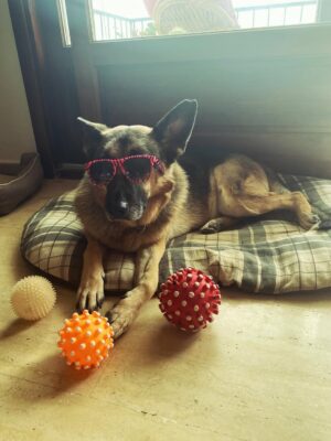 Aylin Aslım Instagram - Az önce dünyanın en iyi köpeği aslan yürekli Co’yla vedalaştık. Bir gün tekrar buluşacağımıza söz verdik. Muhteşem bir arkadaştı. Bir kez bile üzmedi beni, bir kez. Ona hak ettiği hayatı yaşatmak için elimizden geleni yaptık. Hatamız olduysa da, ki olmuştur, bir kere bile bize hissettirmedi. İyi ki bize geldin, güle güle dünyanın en güzel oğlu. 🤍
Seni çok özleyeceğiz. @lustrog #satinalmasahiplen