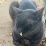 Bade I?cil