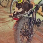 Bade I?cil