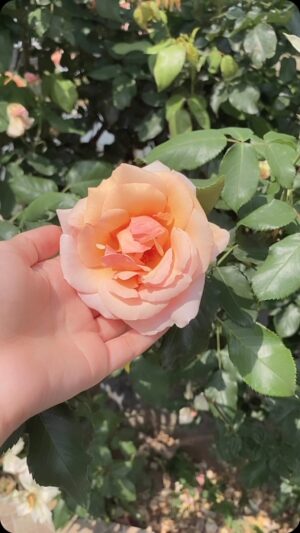 Bani Kaur Instagram - Dehradun trip part 1 🥰🌸